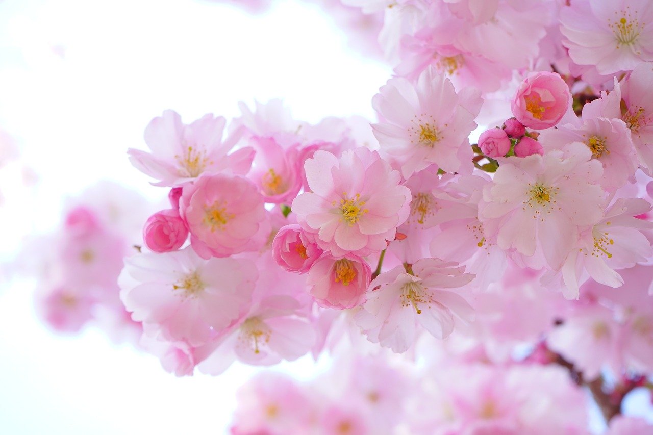 Zweig eines japanischen Kirschblütenbaums